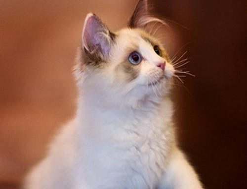 布偶猫一天尿几次正常 猫一天小便几次正常 猫咪