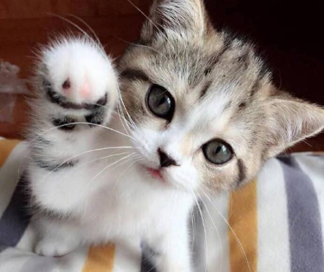 猫咪皮肤病会传染人类吗