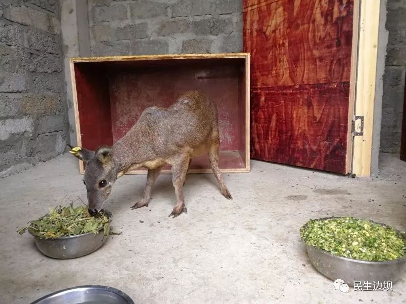 产业动态林麝养殖边坝县小林麝的诞生林麝养殖项目的重大突破