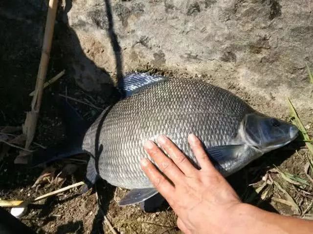 46243e976418413fa87389eee52fdf50.jpeg