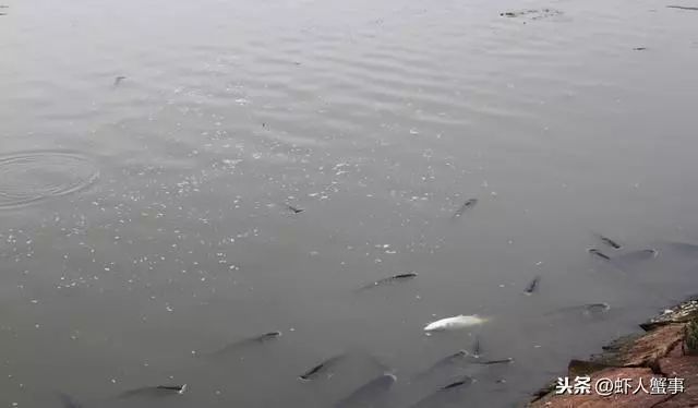 怎么养鱼才不会缺氧 49c635a91c0444d38b4a64abbfb121f8.jpeg