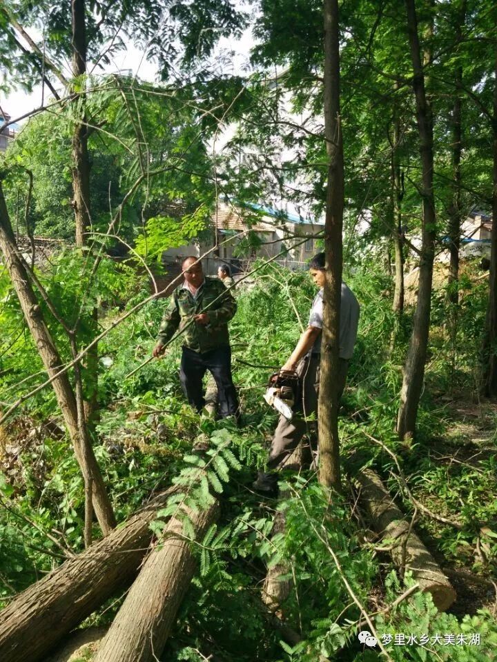 砍树拆屋竟是为了推动美丽乡村