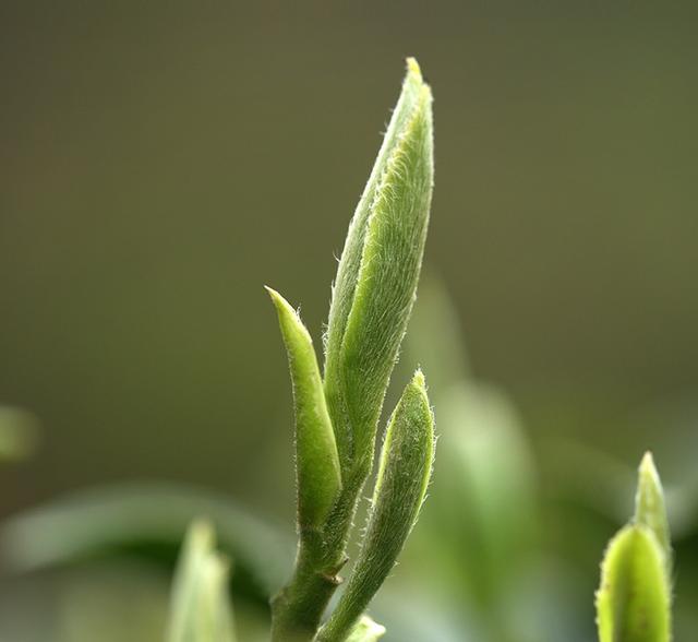 从绿雪芽到茶中美女白毫银针凭啥成为白茶扛把子