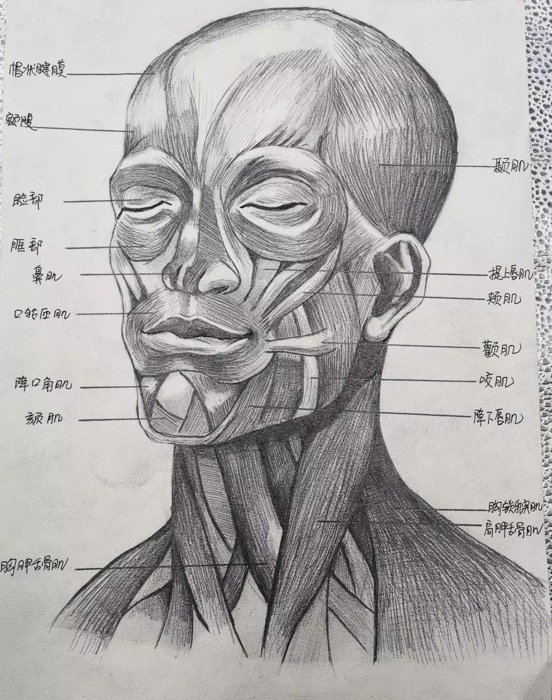 惊艳内蒙古医科大学学生手绘解剖图走红网友被学医耽误的灵魂画手