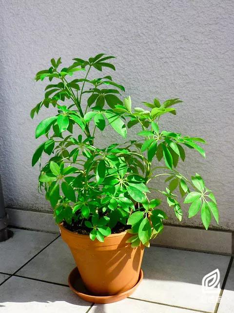 「植培施」非常好养的植物,但是很多人叫错了名字,学名叫鹅掌藤