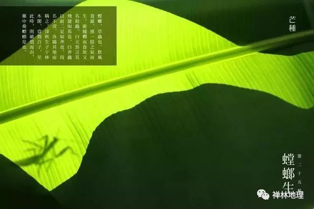 芒种歌曲完整原唱 5b90cf36f9f14d8ea9107d458d6136ea.jpeg