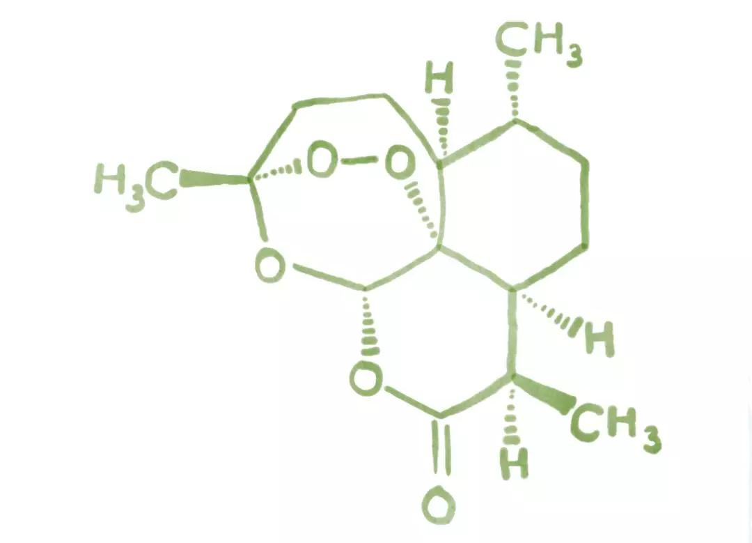 疟疾摧毁了古罗马但屠呦呦发现的青蒿素让这部灾难片开始落幕