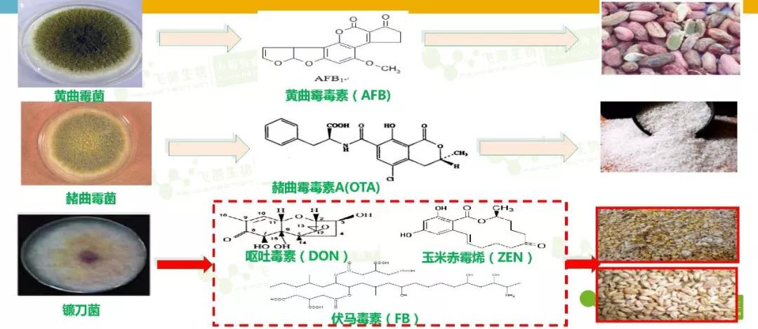 t-2毒素,麦角毒素等)和仓储性霉菌毒素(黄曲霉毒素,赭曲霉毒素等)