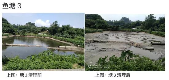 广州农村里风水塘,鱼塘众多,近年来不少也出现黑臭问题,成为影响全市