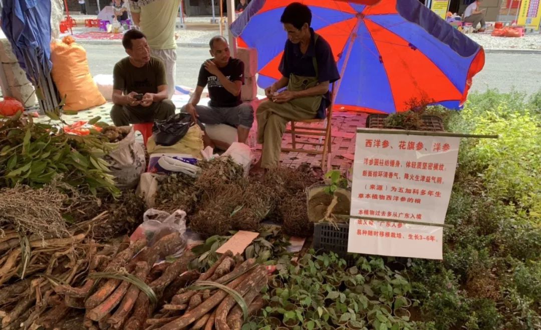 靖西端午药市今天开市大家一起来逛药市购药材看表演