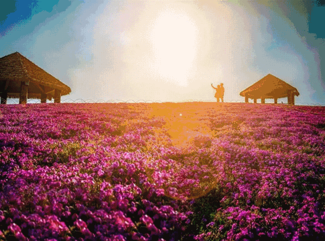 盛开区域:幸福花田紫藤花廊 花期:5月-9月 四季常开  四季海棠  花期