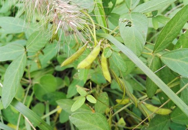 农村这野草叫野大豆是一种很好的植物遇见要珍惜
