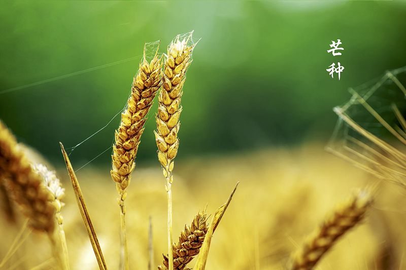 广杰gojek:芒种—忙碌的田园生活!