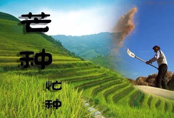 芒种节气什么意思 9431241718b440c0a5137e571935a5bf.jpeg