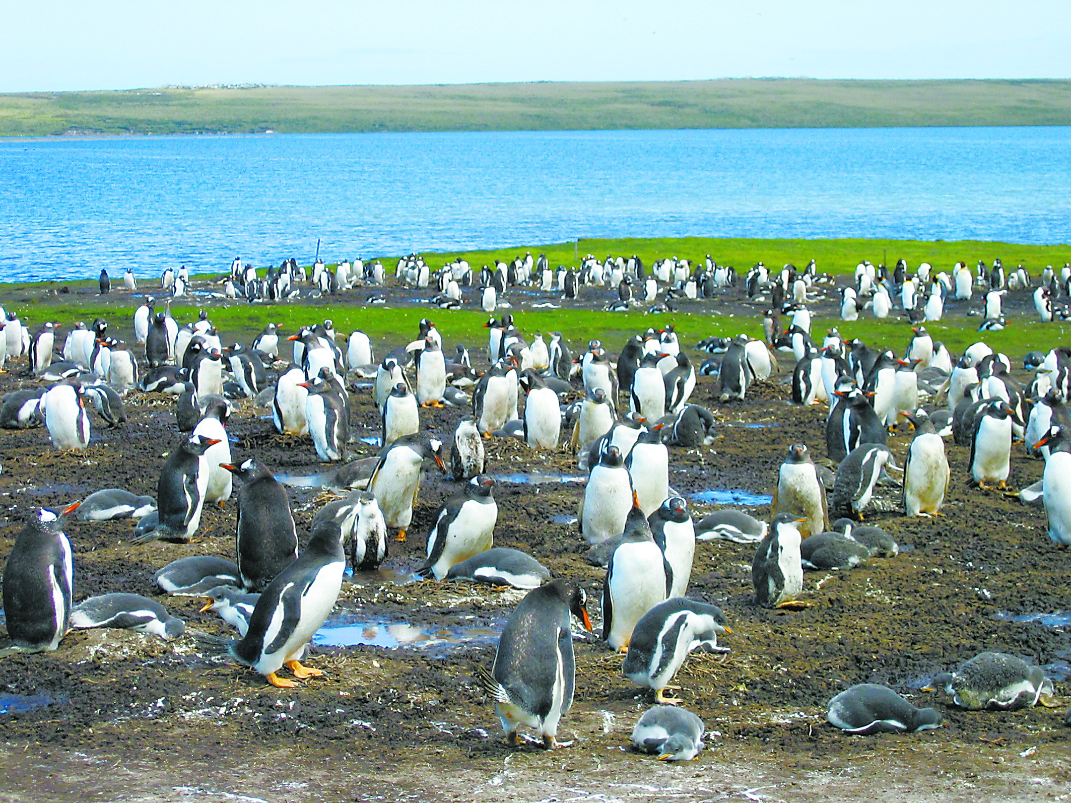 马岛，巴布亚企鹅的家