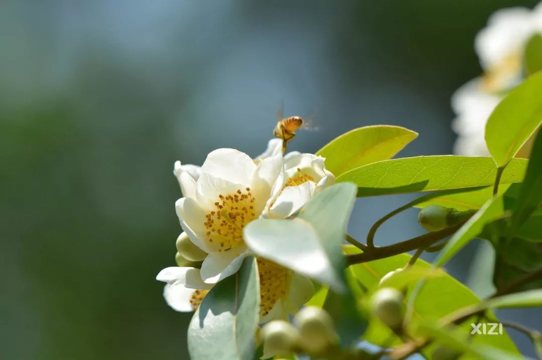 白色的花瓣加上嫩黄的花芯,花开芬香四射,还引来了勤劳的小蜜蜂.