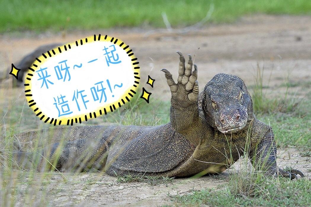 物种神秘的史前巨兽科莫多巨蜥