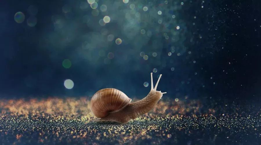 蜗牛的秘密 9e6090db503f4cf38ba6e5033c221af6.jpeg