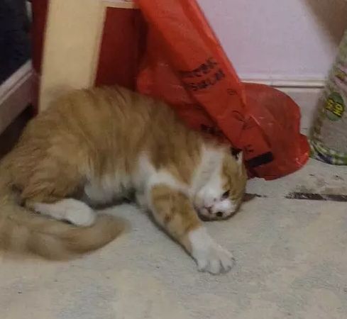 把家里变成"撒哈拉"沙漠后,猫咪累瘫睡到翻白眼