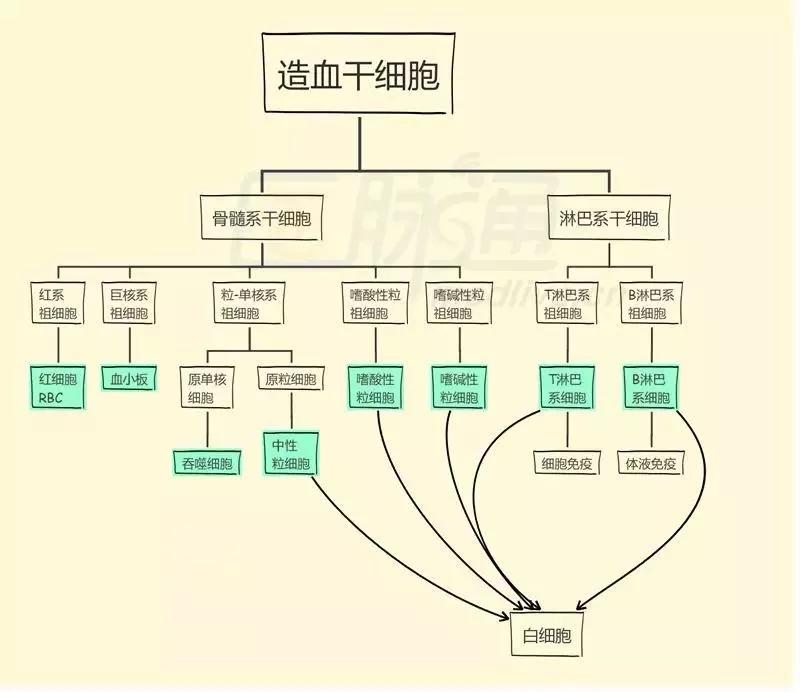 我叫造血干细胞是你血管的大爷