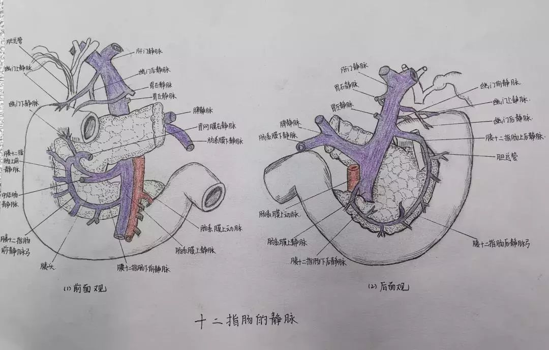 十二指肠的静脉