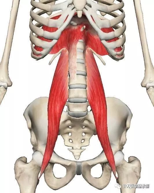 留言解读——【腰大肌】