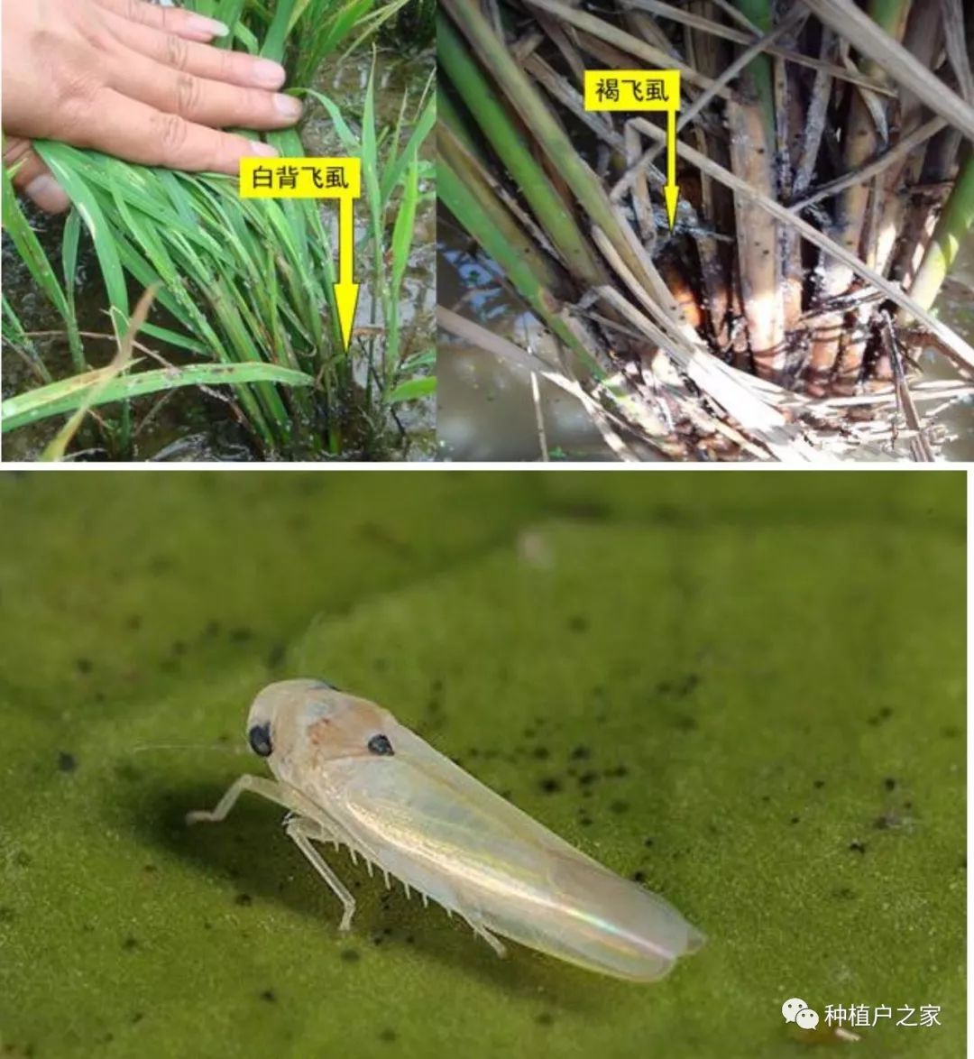 新鲜出炉:6月水稻,花生高品质管理,助您丰产丰收_防治