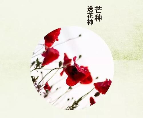 原创芒种到了,那些趣味民俗您知道吗?