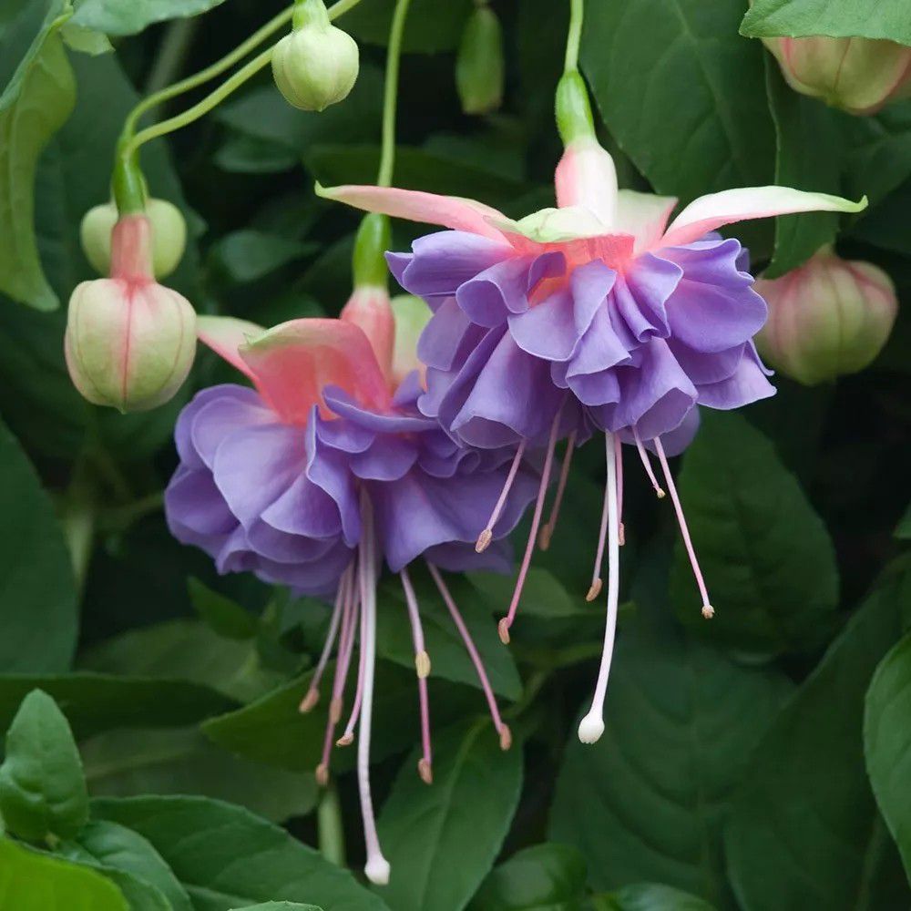 倒挂金钟也叫吊钟海棠,也有人叫它灯笼花,是一种特别受欢迎的观赏植物