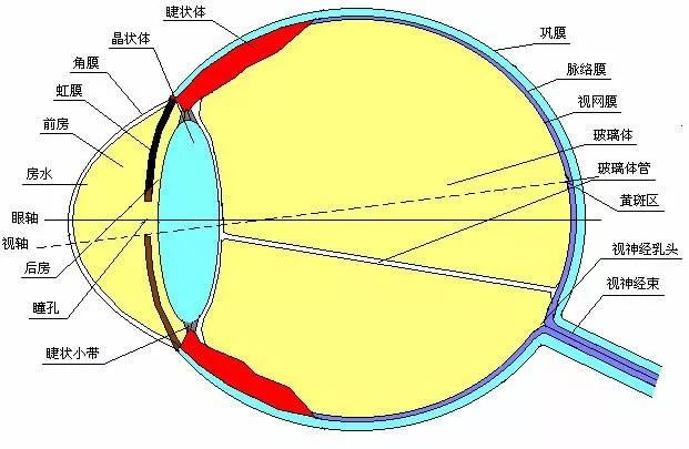 全国爱眼日 | 从不把近视当作病,直到听说它会遗传