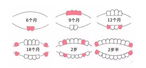 一张图告诉你宝宝长牙顺序!长牙期爸爸妈妈必做的事,你做对了吗?