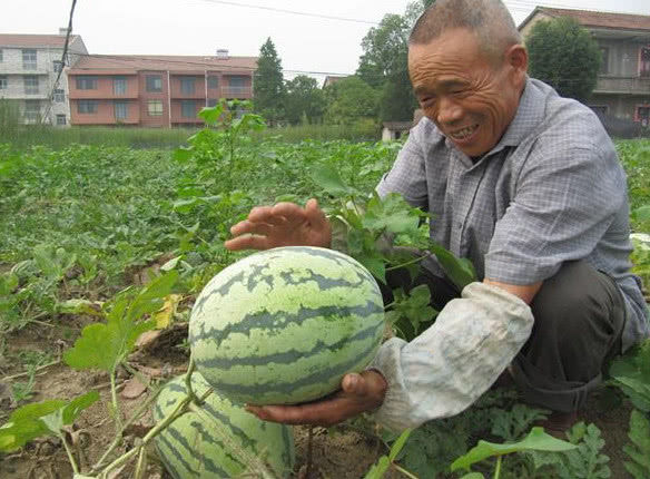 西瓜怎么挑才又沙又甜 c9f4fe3fd415419e8f4bbbcf944a240d.jpeg