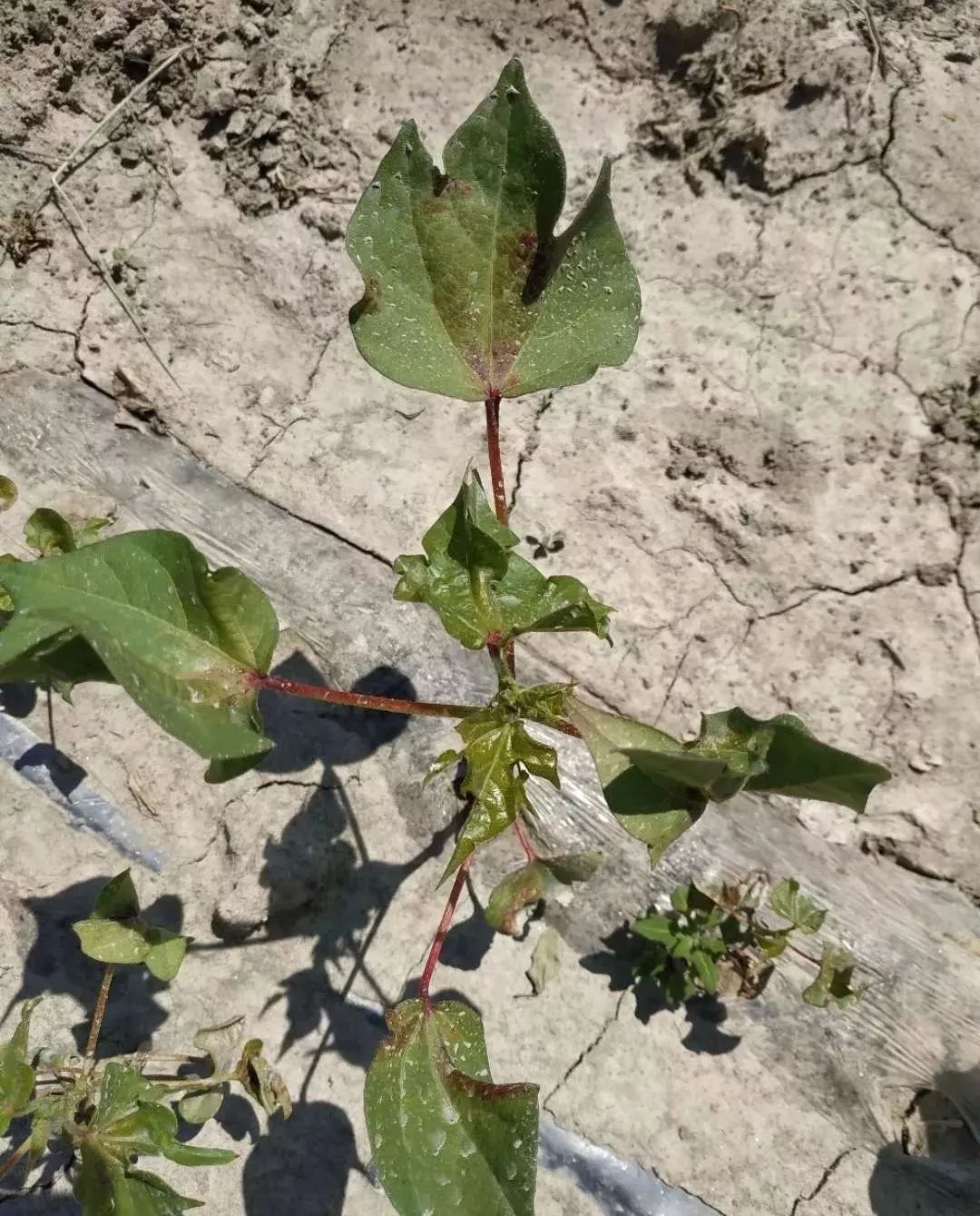 【棉花种植】部分地区红蜘蛛危害严重,加紧防治