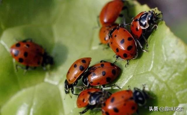 瓢虫多是什么原因 d4a31bd1e5c548c58549e52585f8a122.jpeg