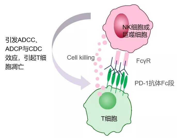 若pd-1抗体的fc段与fcγr亲和力高,则表达pd-1的t细胞可能因细胞毒