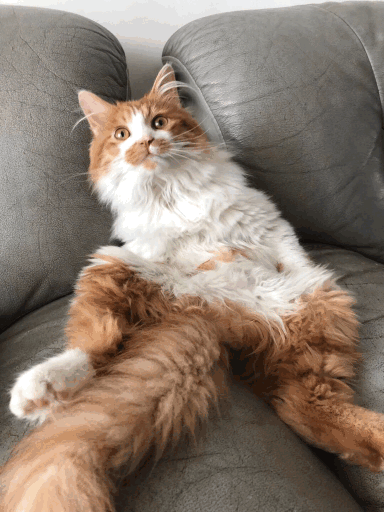 音乐现场猫咪 e366247ec97e44d296cc43c91438a092.gif