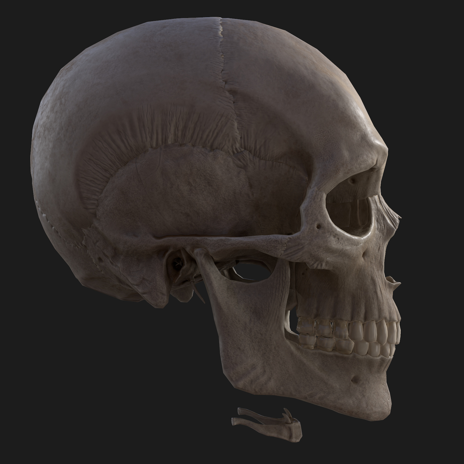 一组头盖骨3d渲染