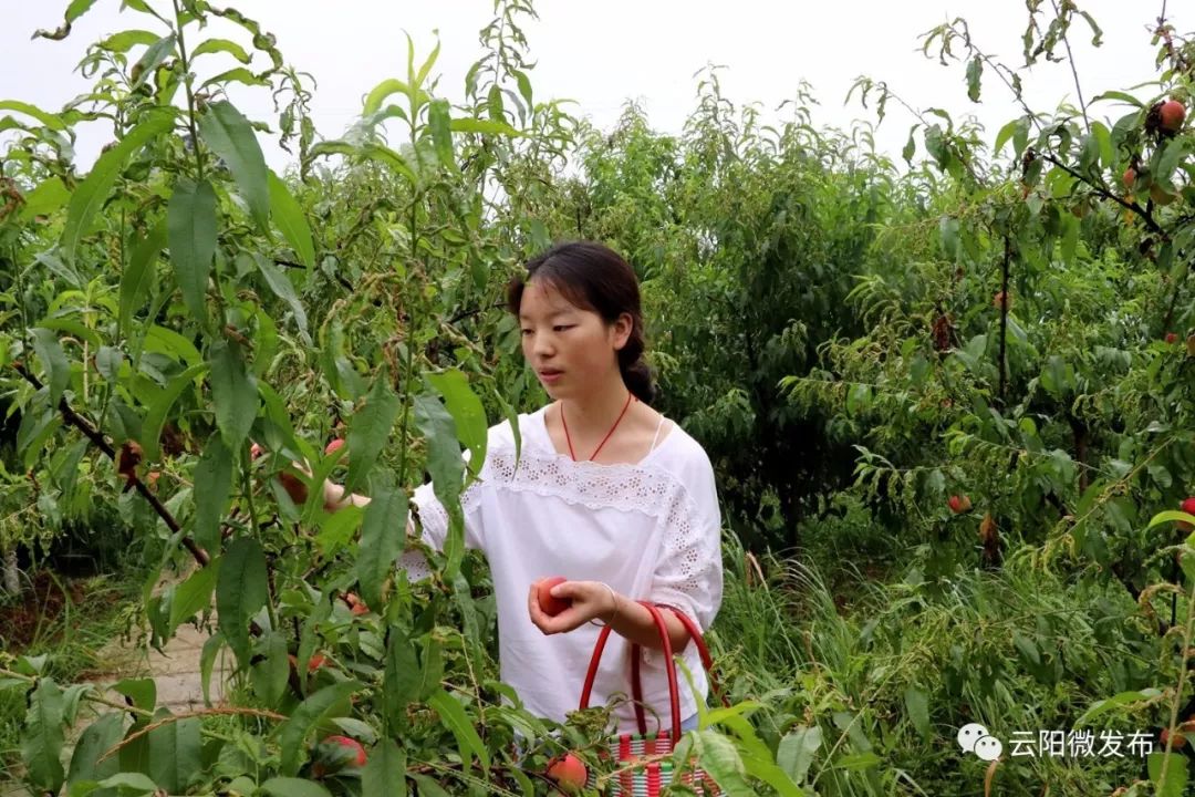 这里的桃子熟了端午节去摘桃有福利附路线