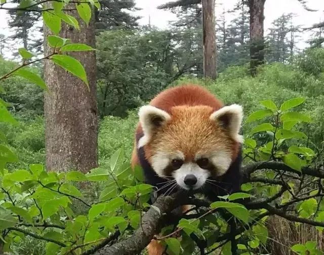 高翎雨中登瓦屋山