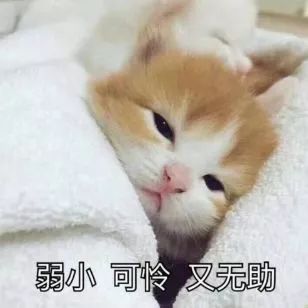 中国首个流浪猫公益诈骗案我打的但我心好累