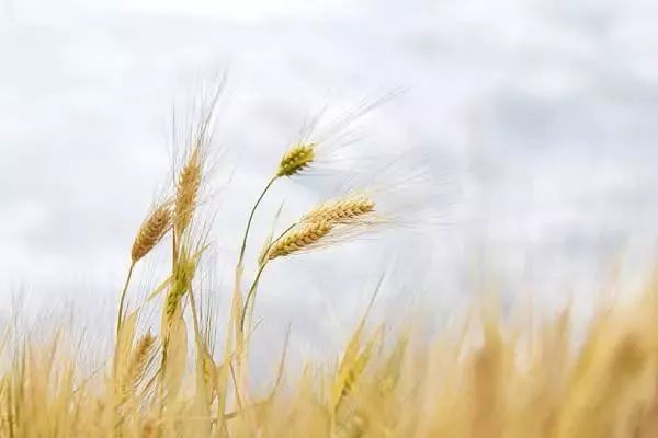 芒种节气的含义 1266860f117e48bb95b29f7e9f75f070.jpeg