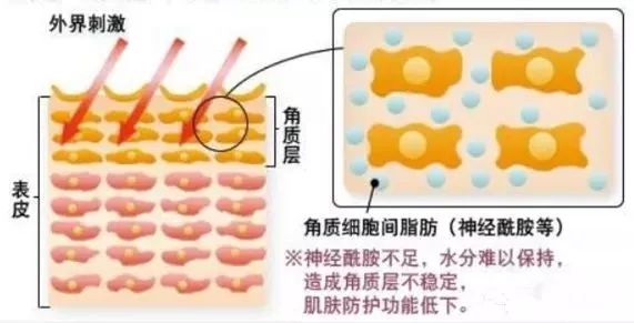 神经酰胺究竟是什么神仙成分烟酰胺和神经酰胺区别是什么