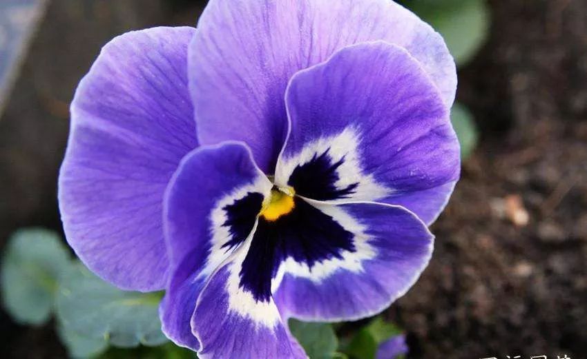 三色堇的缺点 1cb730dc0cff43a58057591573276f11.jpeg