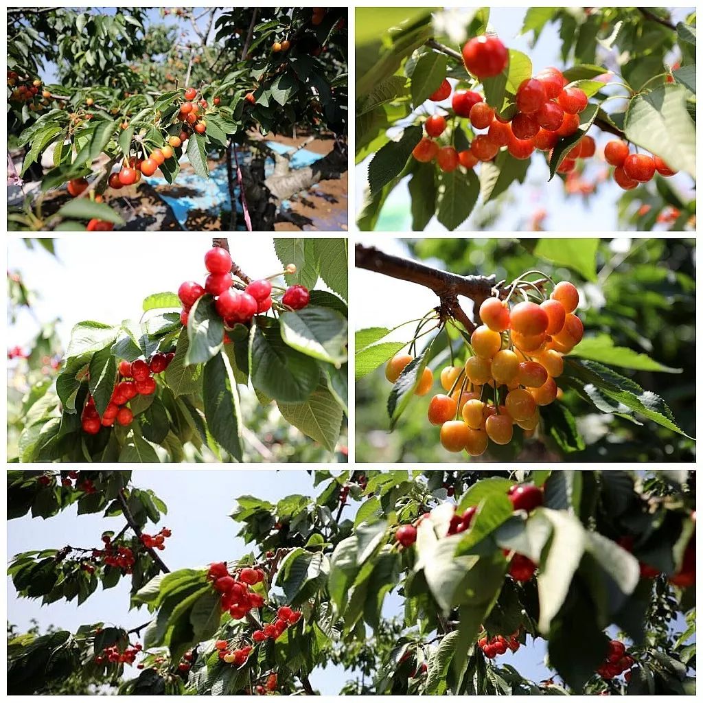 就在咱们威海人身边的采摘园开园啦，都是新品种的大樱桃，赶紧看看
