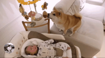 原創
            柴犬看到床頭鈴，成果認為是給它買的，誰還不是個寶寶呢 寵物 第5張