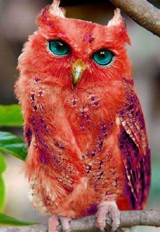 非常罕见的红色猫头鹰.