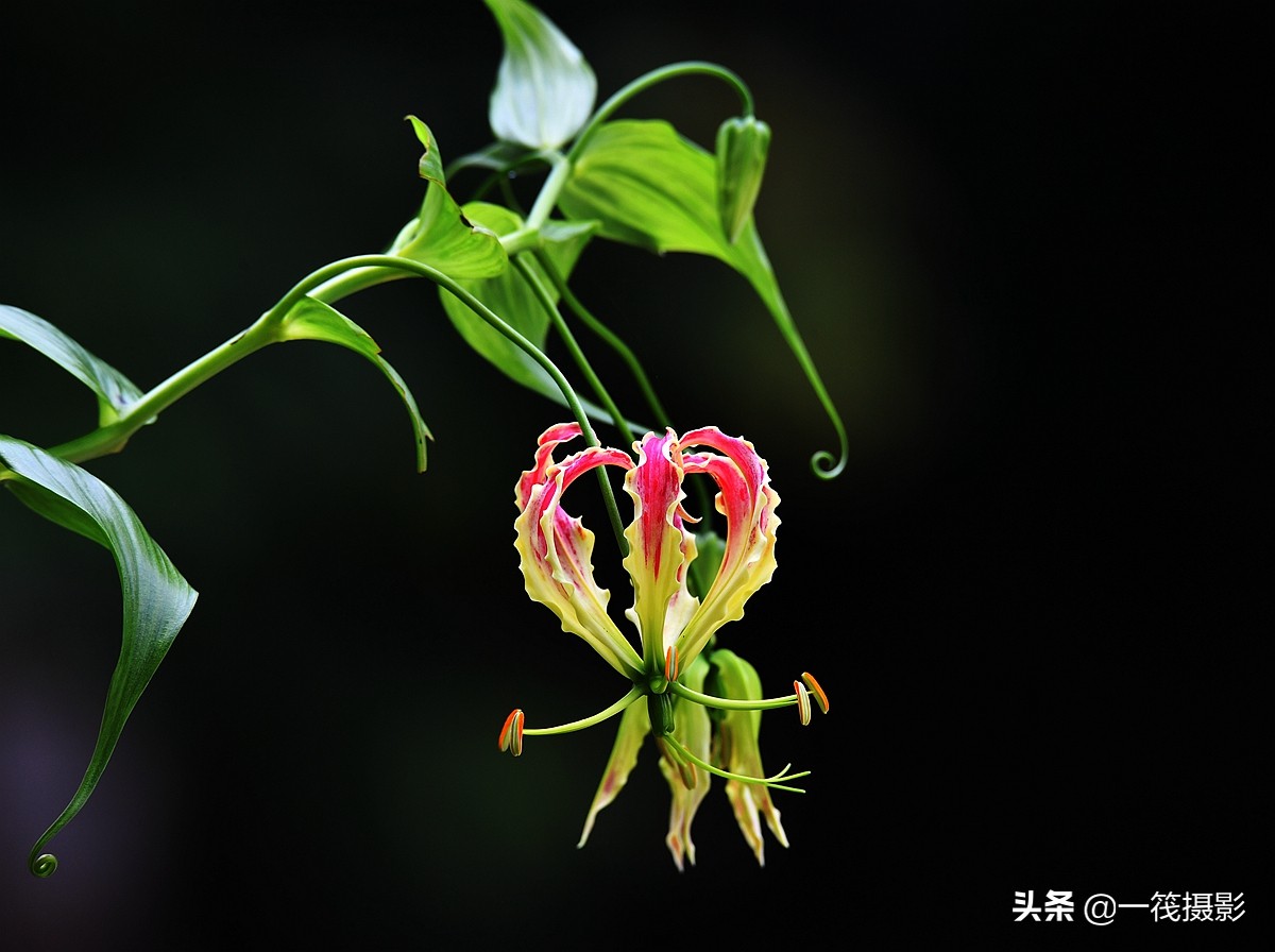 美丽的百合科攀援植物--嘉兰，花形奇特如燃烧的火焰，艳丽高雅