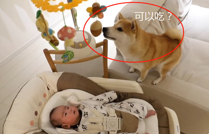 原創
            柴犬看到床頭鈴，成果認為是給它買的，誰還不是個寶寶呢 寵物 第1張