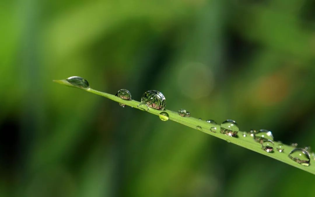 节气芒种丨栀子花开麦黄梅熟仲夏来临