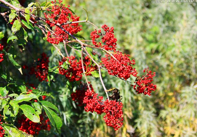 农村这植物叫马尿烧对于风湿等有好用请您了解